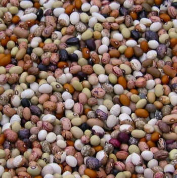 fagioli